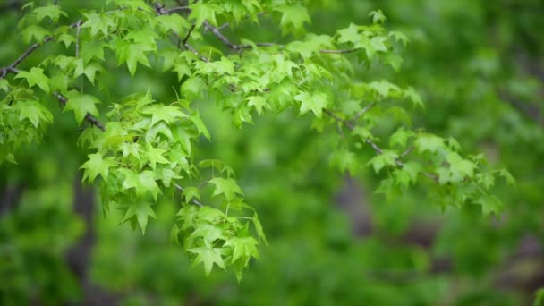 Blätter Roter Eichen Hüpfen Während Einer Lebendigen Gesunden Frühjahrssaison Sanft — Stockvideo