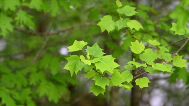Frunzele Stejar Roșu Sar Ușor Briză Ușoară Munții Tennessee Timpul — Videoclip de stoc