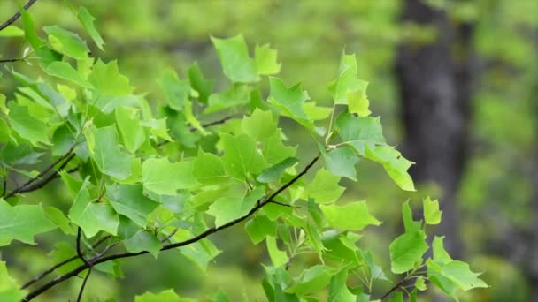 Red Oak Tree Leaves Gently Bounce Light Breeze Tennessee Mountains — Stock Video