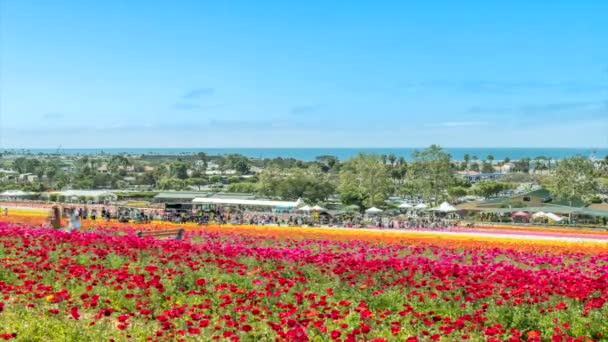 캘리포니아 칼스배드 꽃밭에서 촬영한 다채로운 Runculus 꽃밭의 활기찬 필드는 아름다운 — 비디오