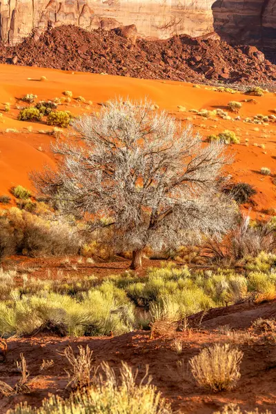 Uma Árvore Algodão Crescendo Meio Sujeira Laranja Areia Monument Valley Fotografia De Stock