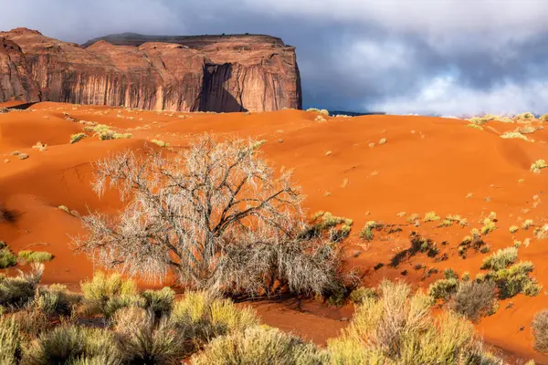 Uma Árvore Algodão Crescendo Meio Sujeira Laranja Areia Monument Valley Imagem De Stock
