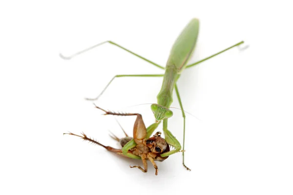 Praying Mantis Catching Prey Cricket Isolated White Background — Stock Photo, Image