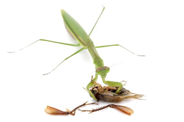 Praying Mantis Catching Prey Cricket Isolated White Background — Stock Photo, Image