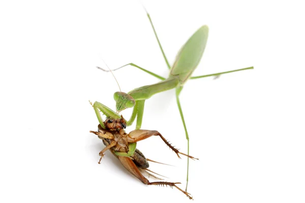 祈祷螳螂捕猎一只蟋蟀在白色背景上隔离 — 图库照片
