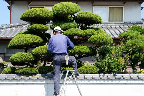 Kagawa Japan Juli 2023 Japanse Professionele Tuinman Snoeiend Een Tuinboom Stockfoto