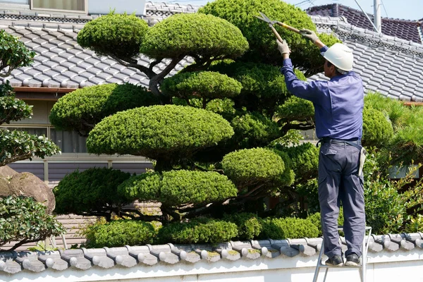 Kagawa Japão Julho 2023 Jardineiro Profissional Japonês Podando Uma Árvore Imagens Royalty-Free