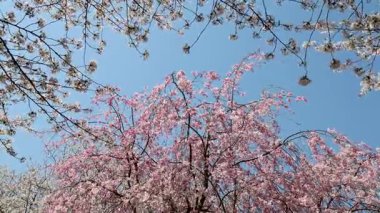 Mavi gökyüzünde çiçek açan kiraz ağacının baharı. 