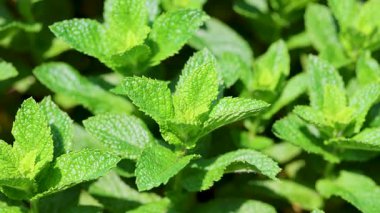 Güneşle aydınlanan nane yaprakları. Bahçede açık yeşil yapraklı bitki.