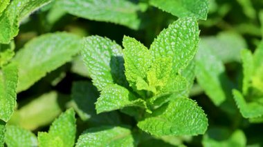 Güneşle aydınlanan nane yaprakları. Bahçede açık yeşil yapraklı bitki.