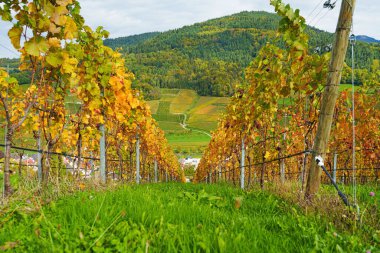 Sonbahar üzüm bağlarını seyret. Sonbahar manzarası - Kara Orman