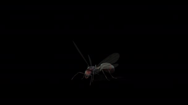 Kanatlı Karınca Kraliçe Kusursuz Döngü Alfa Kanalı — Stok video