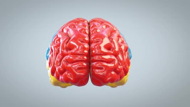 3Dカラフルな脳の回転 偉大な心の概念 ループ ルママット — ストック動画