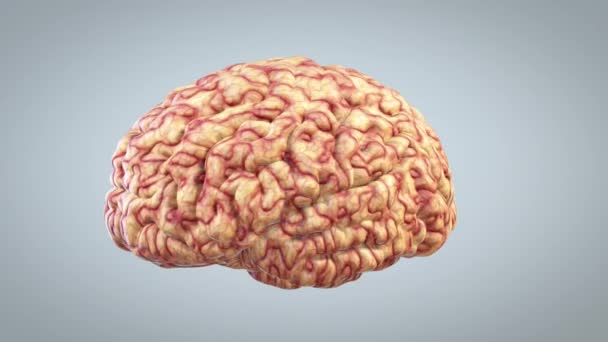 Brain Rotating Great Mind Concept Loop — стоковое видео