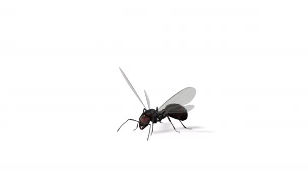 Kanatlı Karınca Kraliçe Kusursuz Daire Beyaza Karşı — Stok video