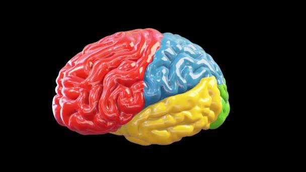Красочный Мозг Вращается Большая Концепция Разума Петля Против Черного — стоковое видео