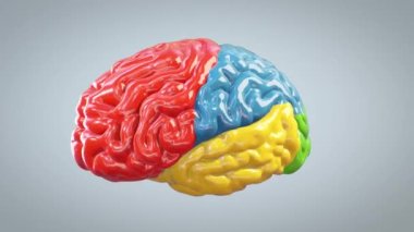 3D renkli beyin dönüşümü, harika akıl kavramı, döngü