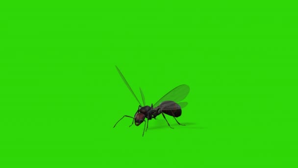 Kanatlı Karınca Kraliçe Kusursuz Döngü Yeşil Ekran Chromakey — Stok video