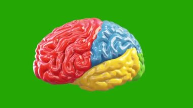 3D renkli beyin dönüşümü, harika akıl konsepti, döngü, Yeşil Ekran Kromakey