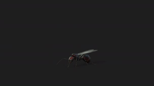 Kanatlı Karınca Kraliçe Kusursuz Döngü Luma Matte — Stok video