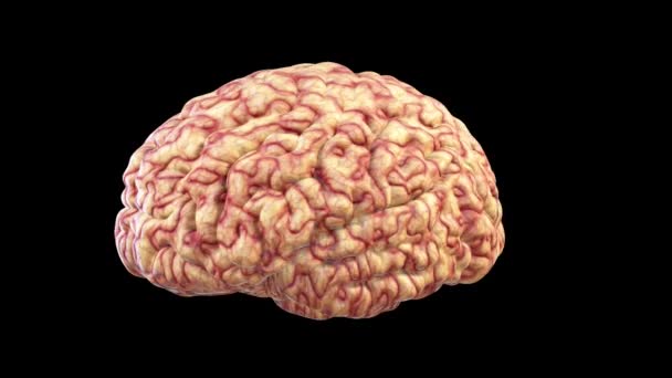 Mózg Obracający Się Wielki Pomysł Umysłu Pętla Alpha Channel — Wideo stockowe