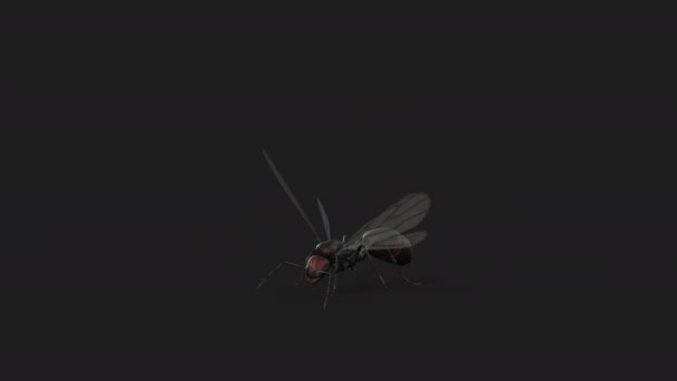 Kanatlı Karınca Kraliçe Kusursuz Döngü — Stok video