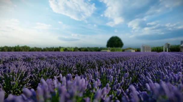 Lavendelveld Een Hollandse Windmolenboerderij — Stockvideo