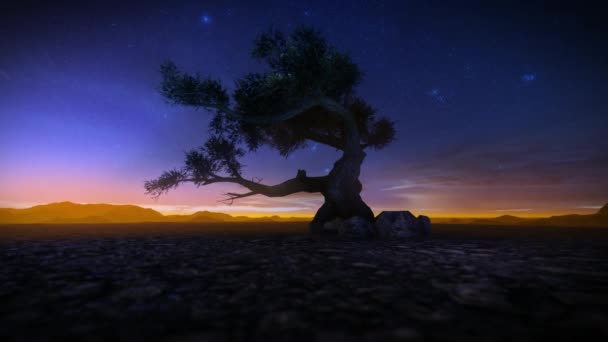 Дерево Пустыне Фоне Звездного Неба — стоковое видео