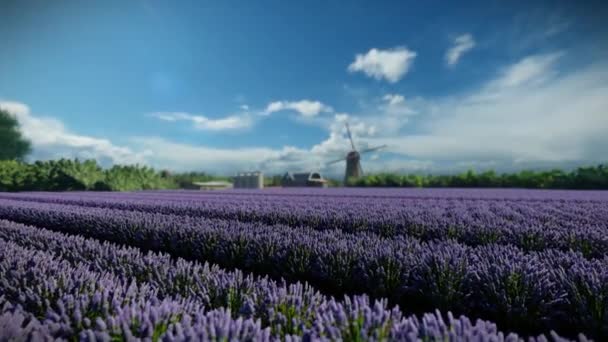 기울기에 네덜란드 농장에서 라벤더 — 비디오