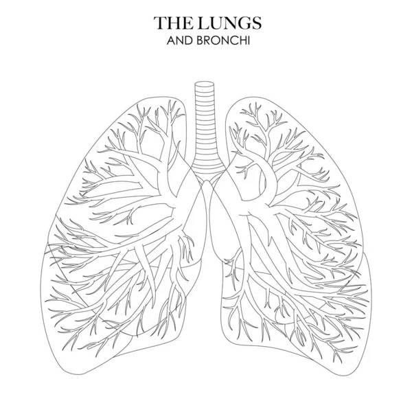 Lungs Bronchi Anatomy Structure Black White Illustration Inglés Arte Línea — Vector de stock