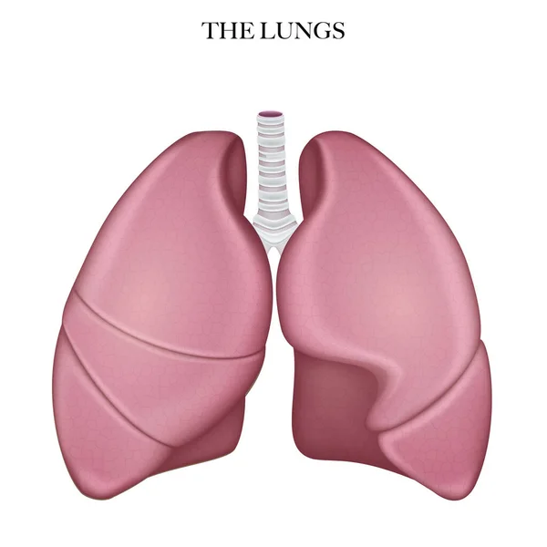 Lungen Anatomie Struktur Bunte Illustration — Stockvektor