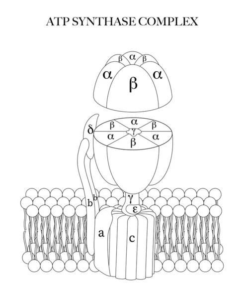 Atp Synthase Complexe Zwart Wit Lijn Illustratie Voor Kleuren Leren — Stockvector