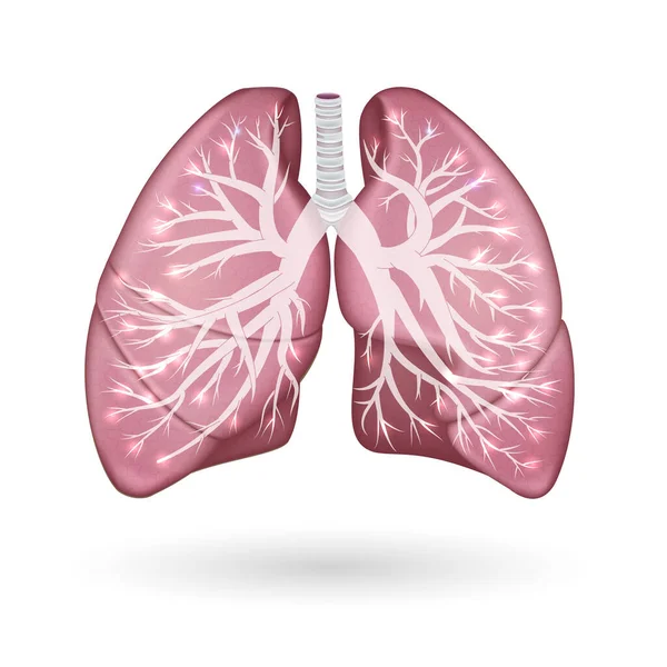 Poumons Bronchi Anatomie Colorée — Image vectorielle