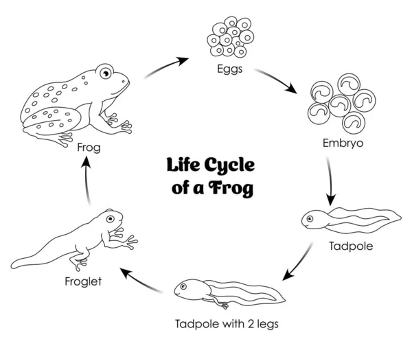 Life Cycle Frog Black White Line Art Colloring Learn — стоковий вектор