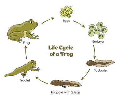 Life Cycle of a Frog colorful diagram on a white background clipart