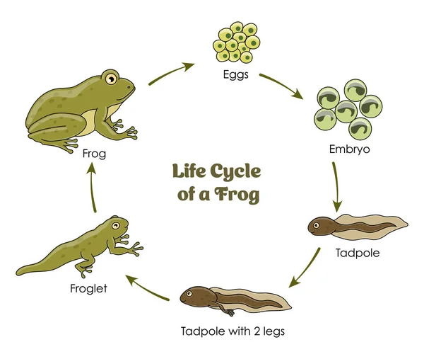 白色背景上青蛙彩图的生命周期 — 图库矢量图片