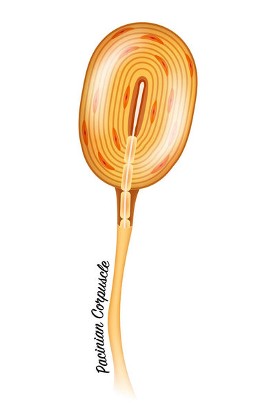 Pacinian corpuscle skin receptor close seup colorful illustration on a white background