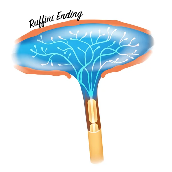 Ruffini Ending Skin Receptor Closeup Colorful Illustration White Background — Stock Vector