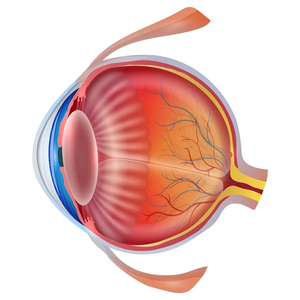 Questa Illustrazione Raffigura Struttura Dettagliata Dell Occhio Umano Uno Sfondo — Vettoriale Stock
