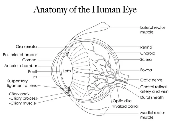 Anatomia Dell Occhio Illustrata Bianco Nero Può Essere Utilizzata Come — Vettoriale Stock