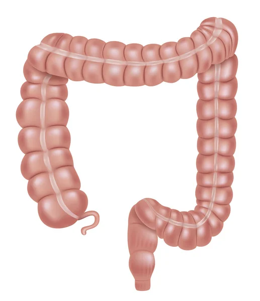 消化器系の一部である大腸 白い背景に隔離された — ストックベクタ