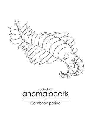 Anomalocaris, Kambriyen dönemi yaratığı, siyah-beyaz çizgili resim çizimi. Hem renklendirme hem de eğitim amaçlı ideal
