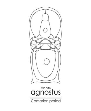 Trilobit Agnostus, Kambriyen dönemi yaratığı, siyah-beyaz çizgili resim çizimi. Hem renklendirme hem de eğitim amaçlı ideal