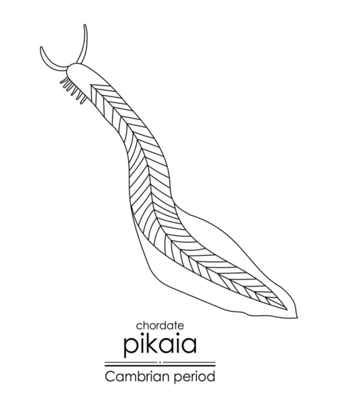 Pikaia Ein Geschöpf Aus Der Kambrischen Epoche Eine Primitive Akkordeon — Stockvektor