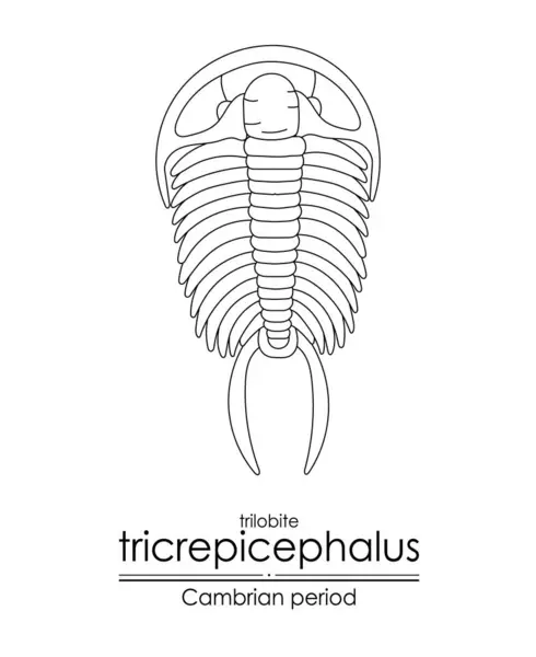 Trilobit Tricrepicephalus Ein Geschöpf Aus Der Kambrischen Epoche Ein Ausgestorbener — Stockvektor