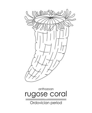 Rugose mercanı, Ordovya döneminden kalma bir yaratık, siyah ve beyaz çizgili sanat resimlerinde hem renkli hem de eğitici amaçlar için uygundur.