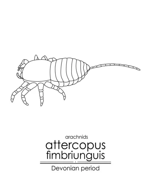Attercopus Fimbriunguis Ein Spinnentier Aus Dem Devon Die Älteste Bekannte — Stockvektor