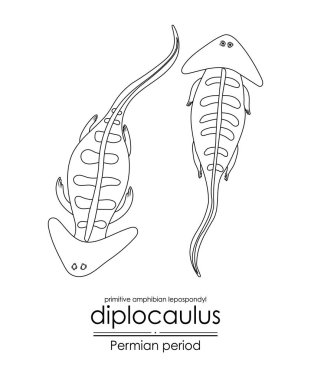 Diplocaulus, tarih öncesi, ilkel amfibi lepospondyl dönemi, siyah beyaz çizgi sanatı. Renklendirme ve eğitim amaçlı mükemmel