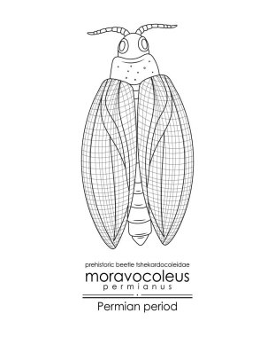Moravocoleus permianus, bir Permian dönemi tarih öncesi böcek tshekardocoleidae, siyah ve beyaz çizgi sanatı. Renklendirme ve eğitim amaçlı mükemmel