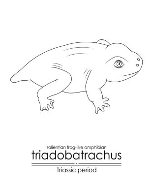 Tarih öncesi salyalı kurbağa benzeri amfibik Triadobatrachus, Triyas dönemi yaratığı, siyah ve beyaz çizgi sanatı. Renklendirme ve eğitim amaçlı mükemmel.